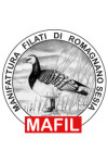 MAFIL